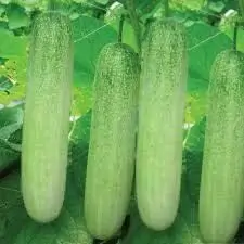 Desi Kheera/Cucumber seeds for planting | 50 seeds per pack ( default, OS )