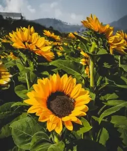 Mix Sunflower Seeds, 50 Seeds, Multiple Vibrant Colours, Garden Flowers ( default, OS )