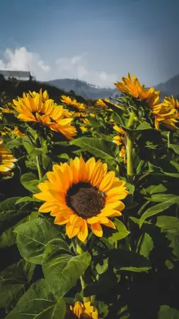 DkShzlZt9jSsbte8mvUNFbEwUKGyhTmd1JGH9yP5.webp Mix Sunflower Seeds, 50 Seeds, Multiple Vibrant Colours, Garden Flowers ( default, OS )