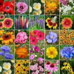 Mix Premium Flower Seed's + Plant Growth Supplement Free ( default, OS )