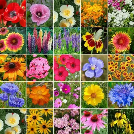 KAWshwUscRVgeaKz2V8DT89tq84qOmwzsDAH9pN5.webp Mix Premium Flower Seed's + Plant Growth Supplement Free ( default, OS )