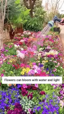 Vt1xfDFwMZGQBnKXGG73AQ9dpmUf3RBWFImAeBfl.webp Mix Premium Flower Seed's + Plant Growth Supplement Free ( default, OS )