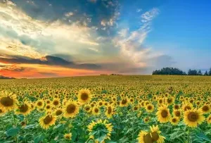 Mix Sunflower Seeds, 50 Seeds, Multiple Vibrant Colours, Garden Flowers ( default, OS )