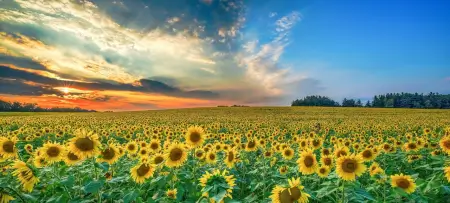 Zl5rszv7nlG8ygq8sK9men15K6N9vtnNo66bsgj6.webp Mix Sunflower Seeds, 50 Seeds, Multiple Vibrant Colours, Garden Flowers ( default, OS )