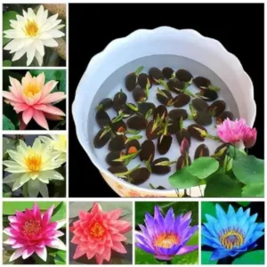 Lotus Flower Seeds, Mixed Colours Pack of 20, Japanese Water Lily Seeds for Home Garden (Home, 20, count) ( default, OS )