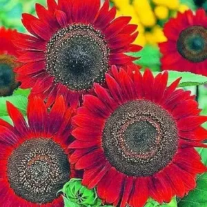 Mix Sunflower Seeds, 50 Seeds, Multiple Vibrant Colours, Garden Flowers ( default, OS )