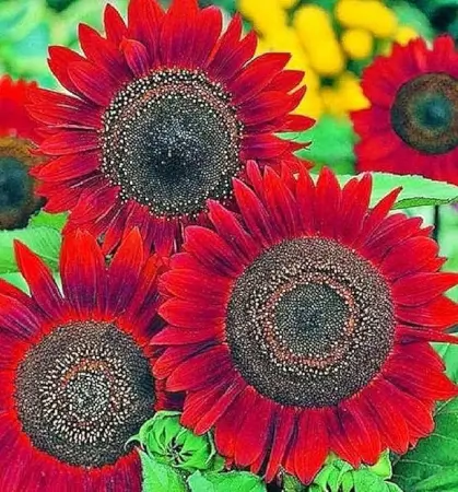 vQj0ndq69cBFVrZG0eZx0Wzyf3prJLBYmAnQw5DM.webp Mix Sunflower Seeds, 50 Seeds, Multiple Vibrant Colours, Garden Flowers ( default, OS )